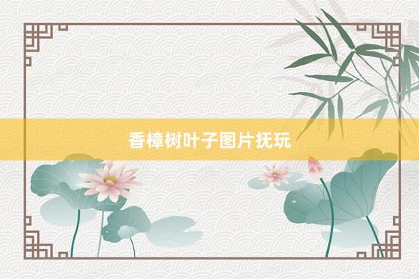 香樟树叶子图片抚玩